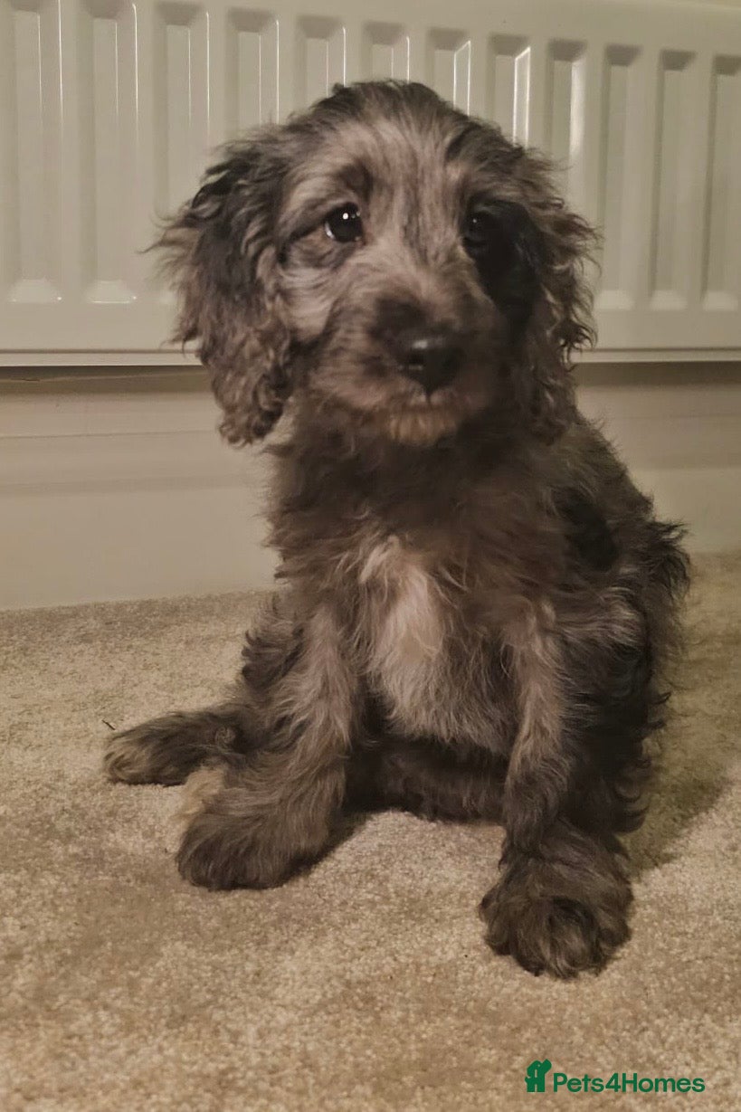 Cockapoo dogs Gorgeous F1 Cockapoo Puppies  - Advert 1