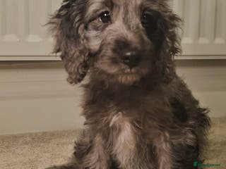 Cockapoo dogs Gorgeous F1 Cockapoo Puppies - Advert 1