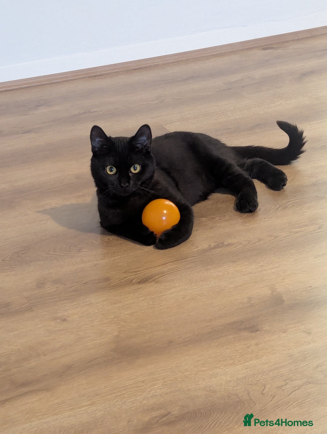 Bombay cats for sale: 10 month old cat for sale - Image 4