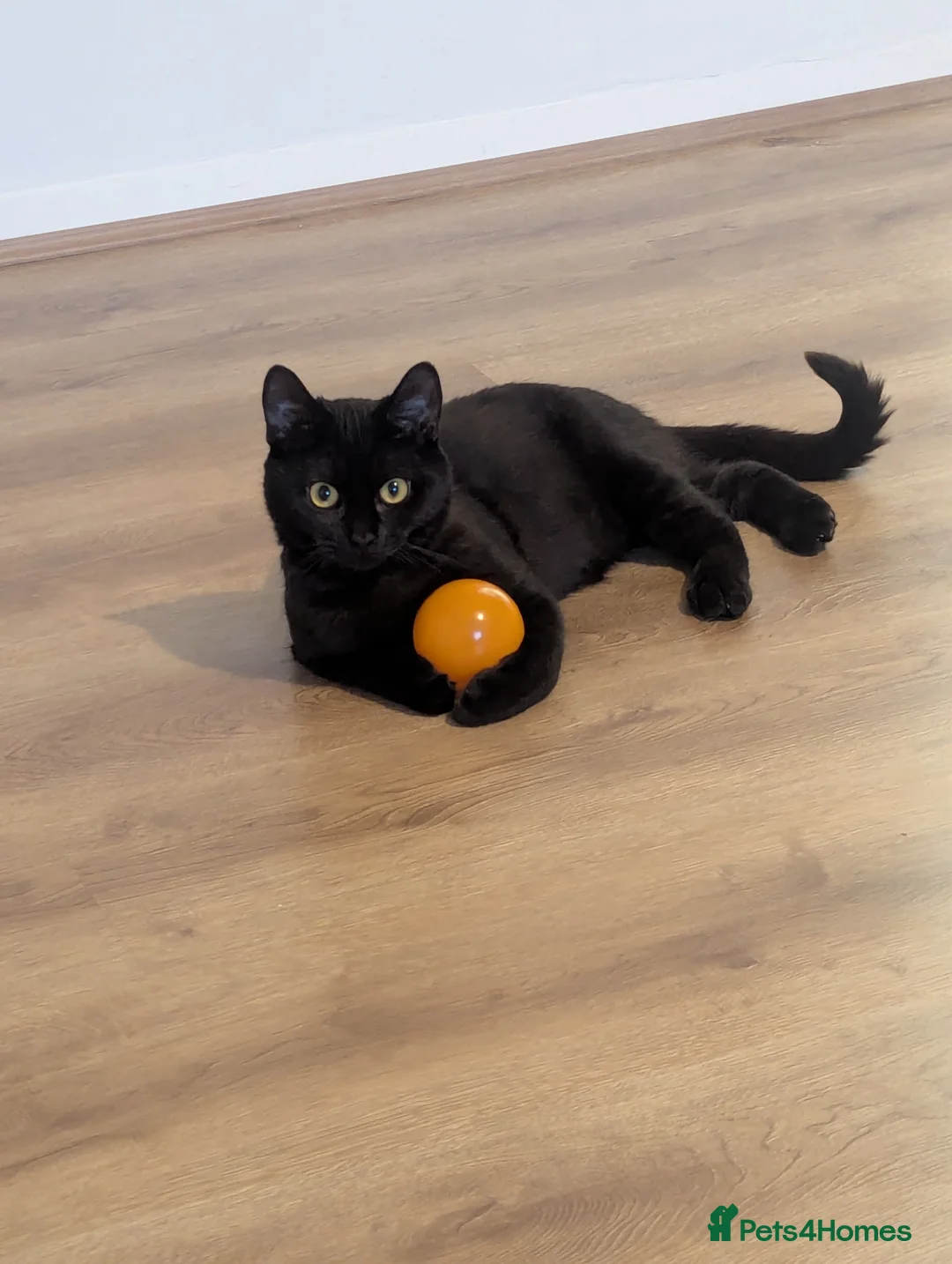 Bombay cats for sale: 1 year old - Advert 4