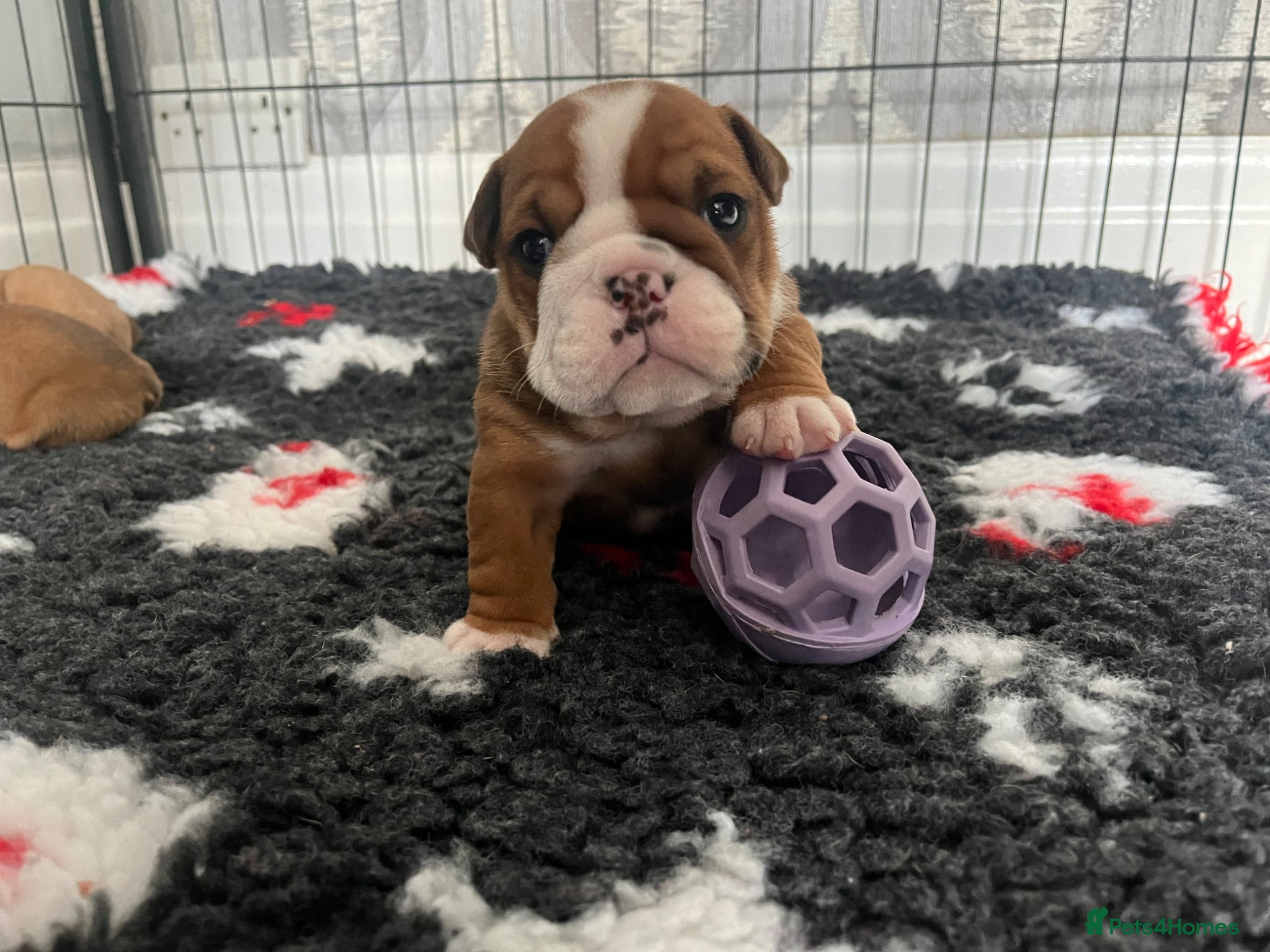 English Bulldog dogs 5 standard bulldogs silver health tested parents  - Advert 2