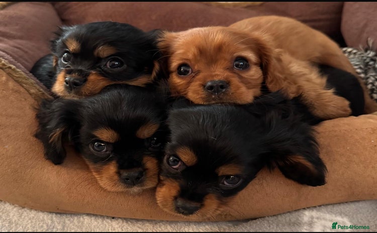 Cavalier King Charles Spaniel dogs Beautiful Cavalier Puppies - Fully health tested  - Advert 3