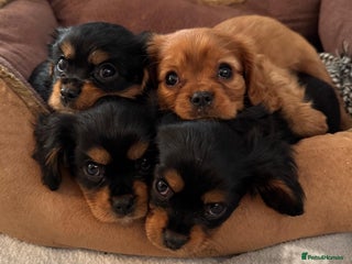 Cavalier King Charles Spaniel dogs Beautiful Cavalier Puppies - Fully health tested - Advert 6