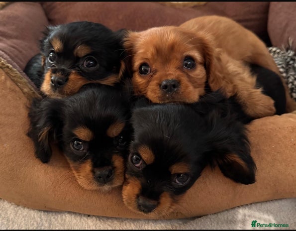Cavalier King Charles Spaniel dogs Beautiful Cavalier Puppies - Fully health tested - Advert 5