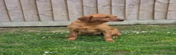 Labrador Retriever dogs for sale: ❤️ beautiful dark red working Labrador pups ❤️ - Advert 3
