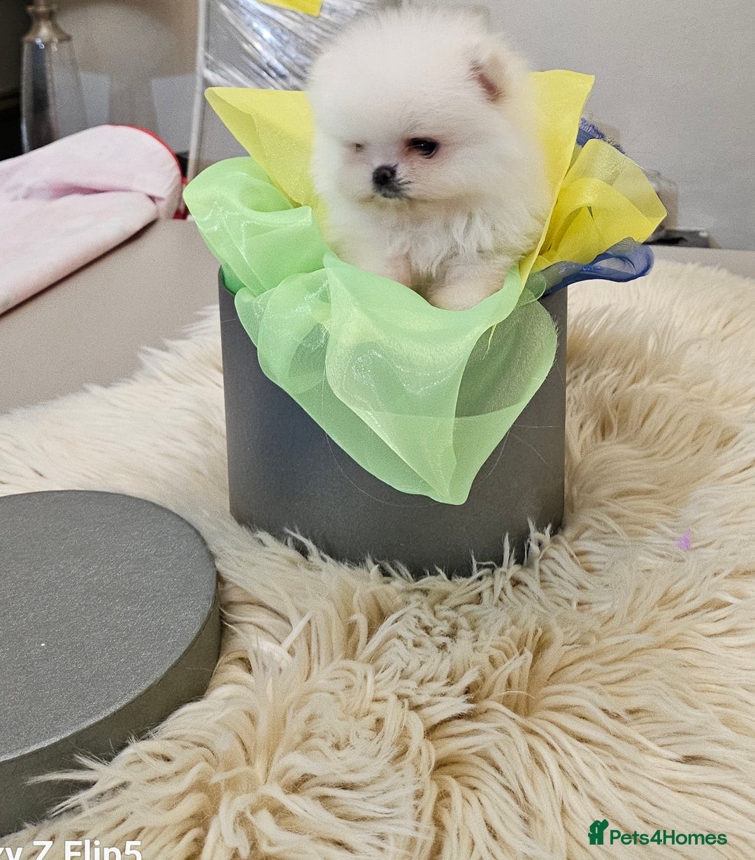 Pomeranian dogs for sale: 2 white boys - Advert 9