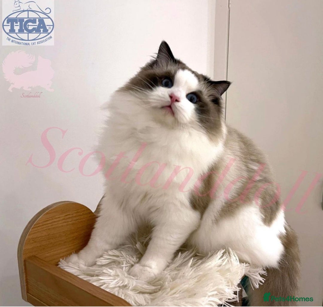 Ragdoll cats for sale: Rogdoll Boy  - Advert 3