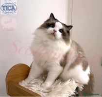 Ragdoll cats Rogdoll Boy - Advert 4