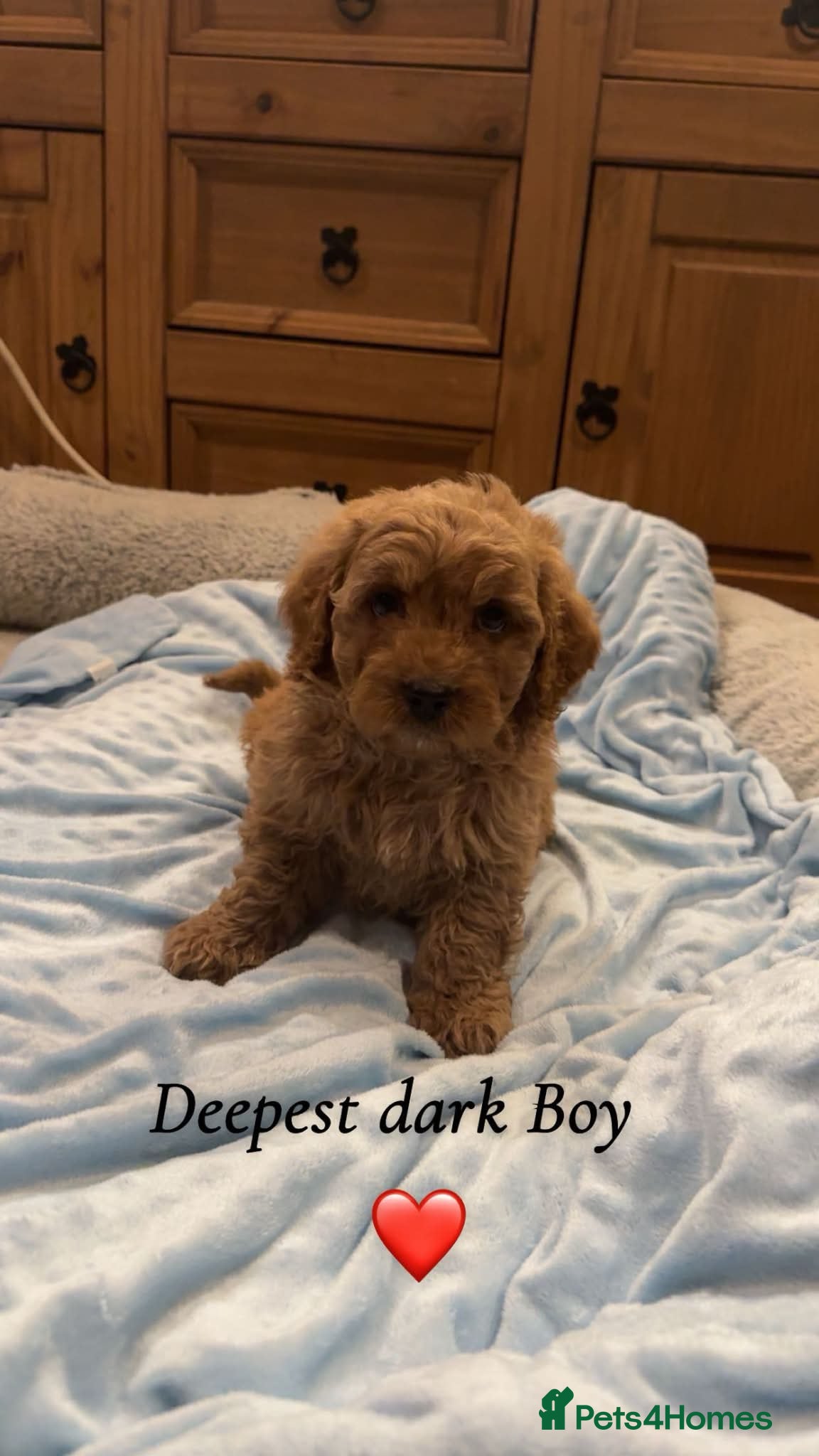 Cavapoo dogs Cavapoo puppies  - Advert 1