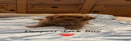 Cavapoo dogs for sale: Cavapoo puppies  in Durham - Advert 1