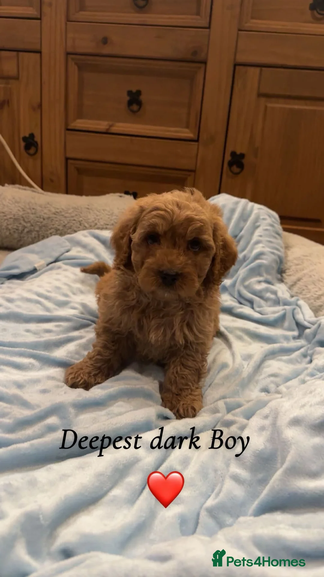 Cavapoo dogs for sale: Cavapoo puppies  in Durham - Advert 1