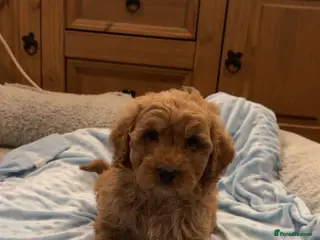 Cavapoo dogs Cavapoo puppies - Advert 1