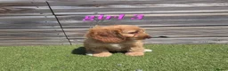 Cockapoo dogs for sale: 7 Adorable F1 Cockapoo pups ♥️🐕🐾 - Advert 22