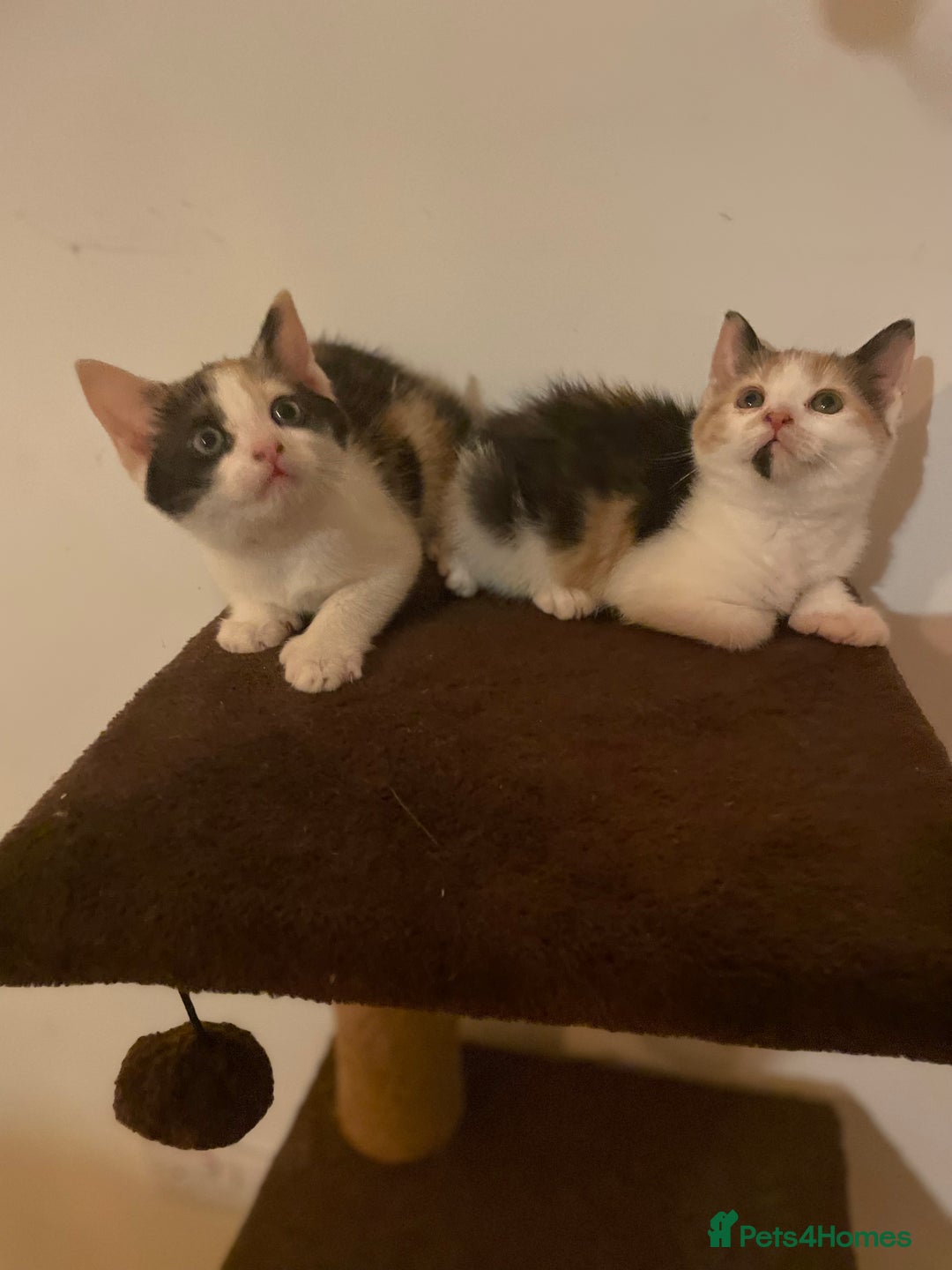 Mixed Breed cats for sale: Beautiful calico/ginger polydactyl kittens - Image 3