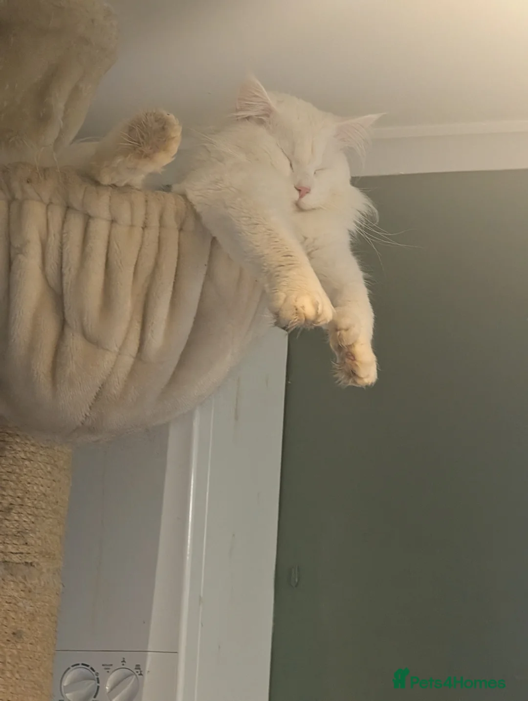 Maine Coon cats for stud: Beautiful polydactyl white Maine coon for stud  in Sunderland - Advert 7