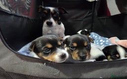 Jack Russell dogs for sale: Tricolour short legs Jack Russell  - Image 21
