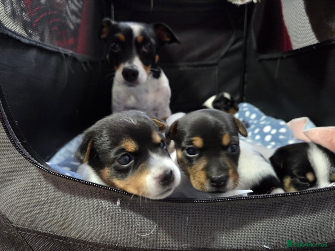 Jack Russell dogs for sale: Tricolour short legs Jack Russell  - Image 21