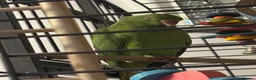 Ringnecks birds for sale: Male baby ring neck  in Tredegar - Advert 1