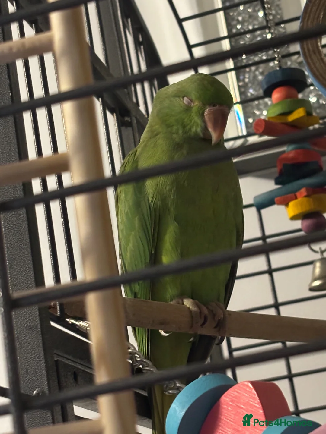 Ringnecks birds for sale: Male baby ring neck  in Tredegar - Advert 1