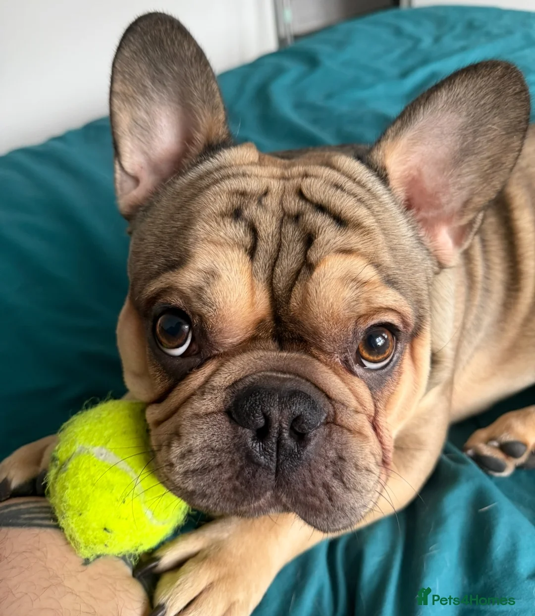 French Bulldog dogs for stud: French Bulldog Stud Available (fluffy carrier) in London - Advert 12