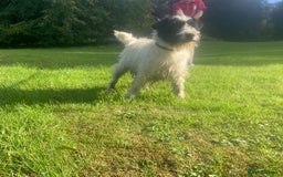 Jack Russell dogs for sale: Jack Russell puppies *SHORT LEGGED* - Advert 14