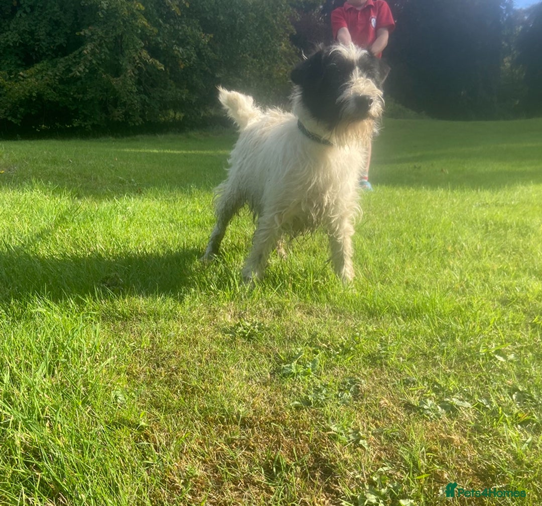 Jack Russell dogs for sale: Jack Russell puppies *SHORT LEGGED* - Advert 14