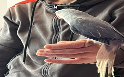 Ringnecks birds for sale: Ring necks for sale different colours  - Image 4