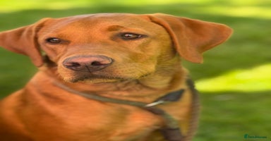 Labrador Retriever dogs - Advert 2