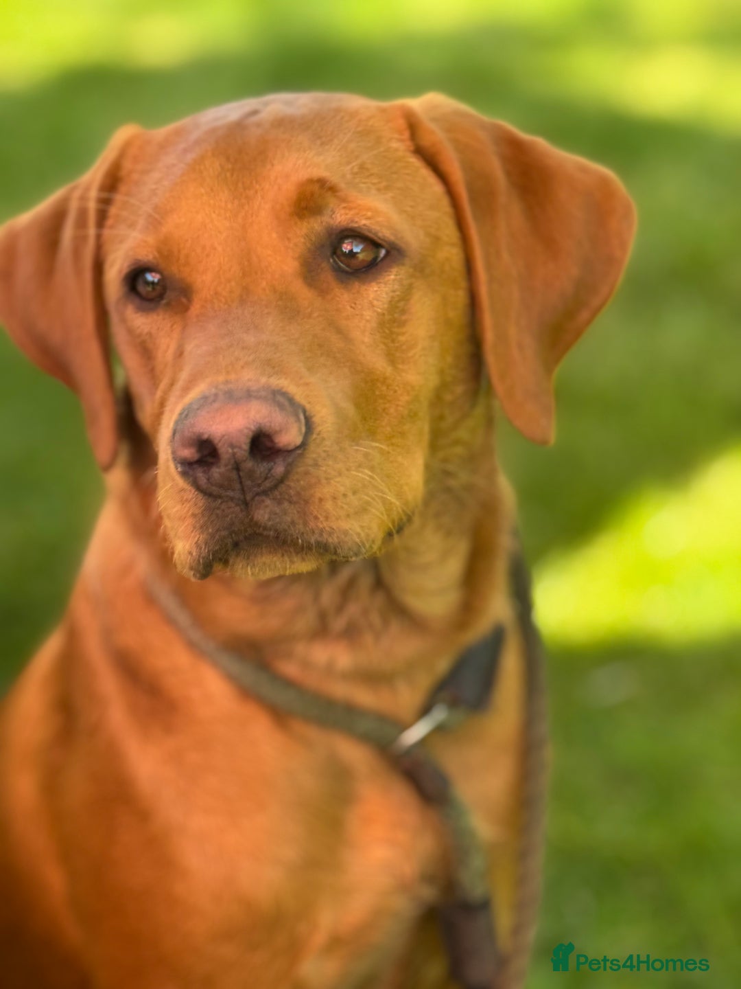Labrador Retriever dogs for sale: Outstanding KC reg fox red Labrador puppies.  - Image 3