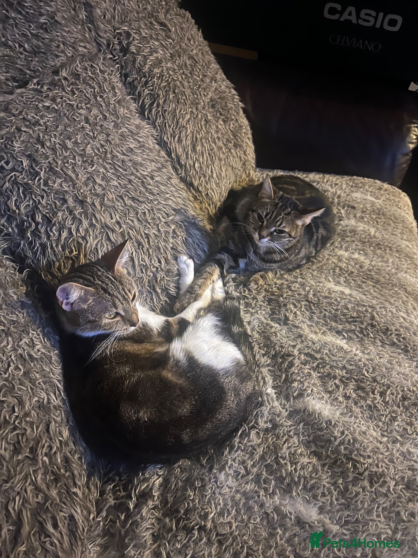American Wirehair cats for sale: 2 young female cats.  - Advert 8