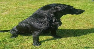 Labrador Retriever dogs - Advert 5