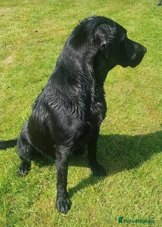 Labrador Retriever dogs - Advert 1