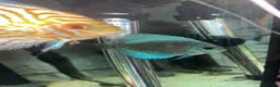 Discus fish for sale: 3x discus  in Barry - Advert 3