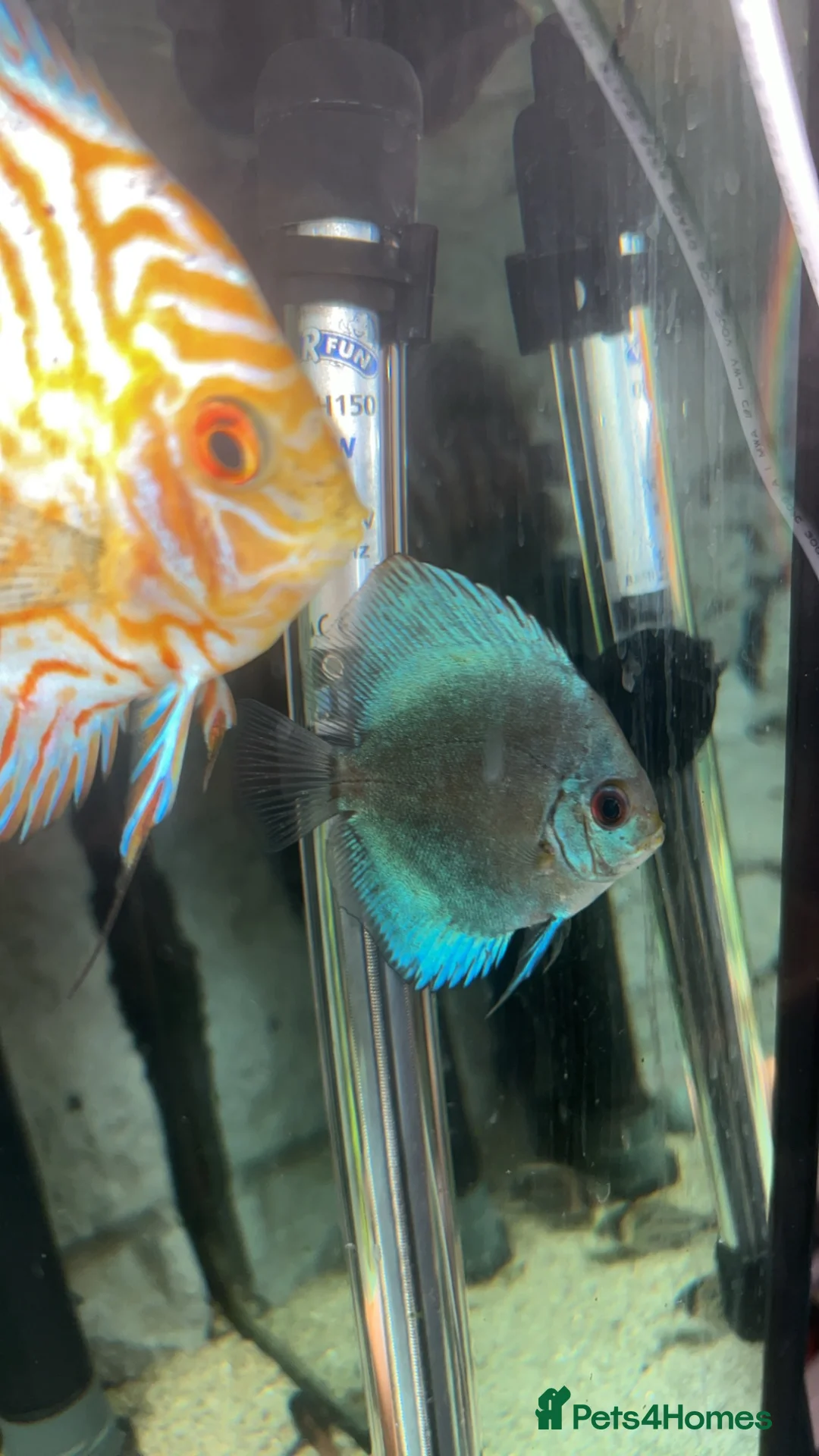 Discus fish for sale: 3x discus  in Barry - Advert 3