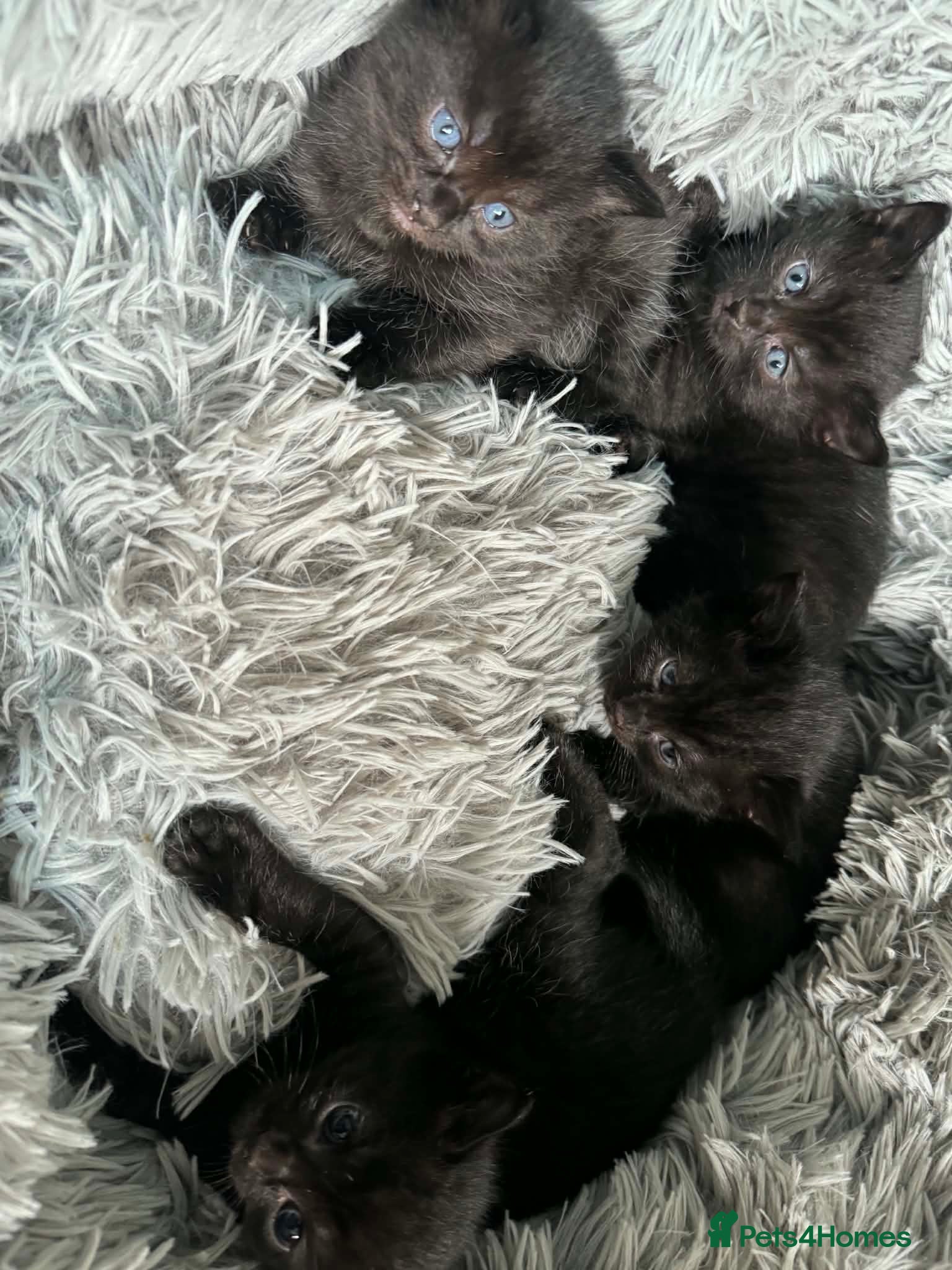 Mixed Breed cats 5 Kittens - Advert 6