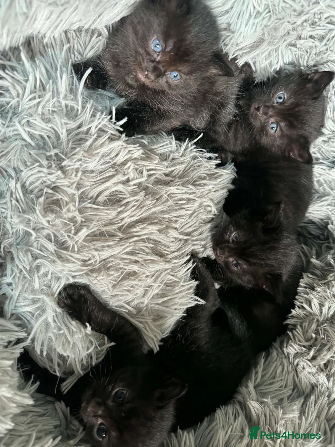 Mixed Breed cats for sale: 5 Kittens in Musselburgh - Advert 1