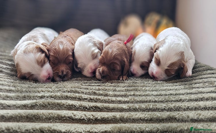 Cavapoo dogs - Advert 3