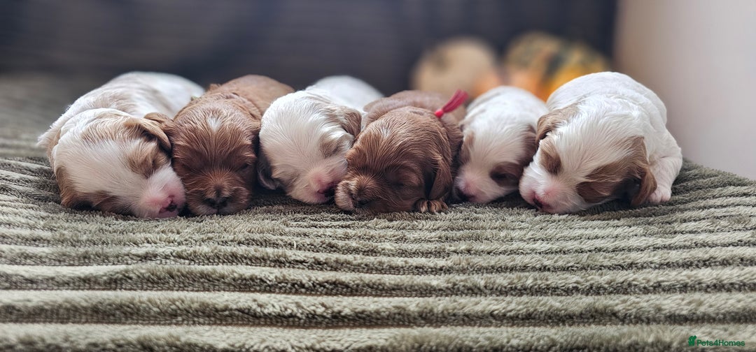 Cavapoo dogs for sale: **1 Left** F1 Health tested Cavapoo's - Image 1