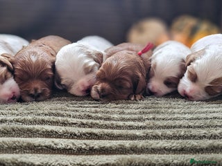Cavapoo dogs - Advert 3