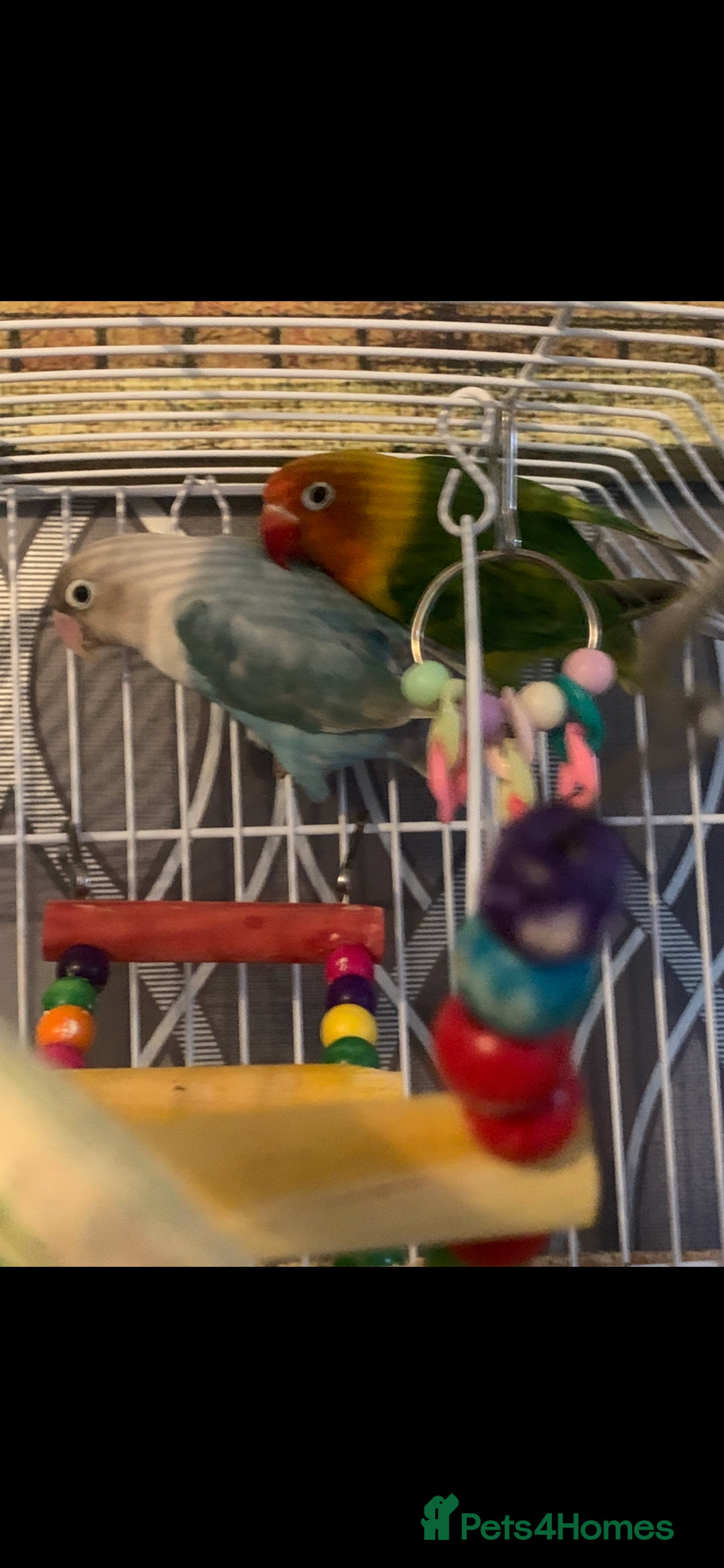 Lovebirds birds for sale: Two lovebirds with cage and accessories - Image 1