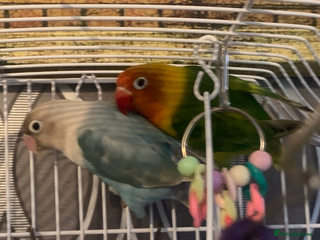 Lovebirds birds - Advert 8