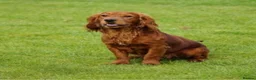 Cocker Spaniel dogs for sale: Working Cocker spaniel puppies for sale  - Advert 4
