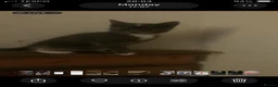 Domestic Shorthair cats for sale: 3 beautiful kittens is ready to go - Advert 5