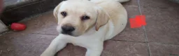 Labrador Retriever dogs for sale: Two beautiful labrador puppies  - Advert 5