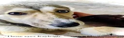 Mixed Breed dogs for adoption: Kayleigh, 1 yr approx. Available for adoption. - Advert 1