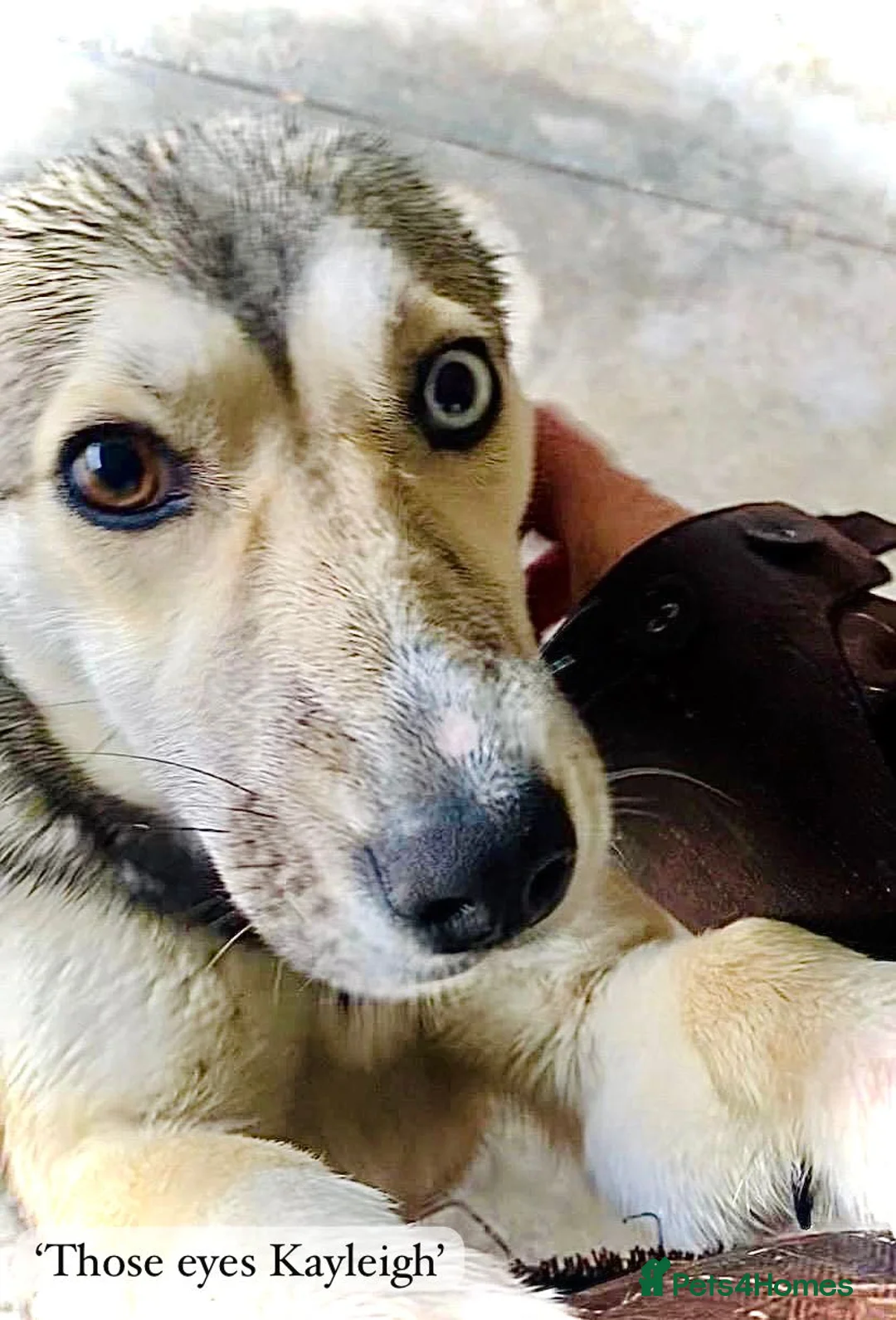 Mixed Breed dogs for adoption: Kayleigh, 1 yr approx. Available for adoption. - Advert 1