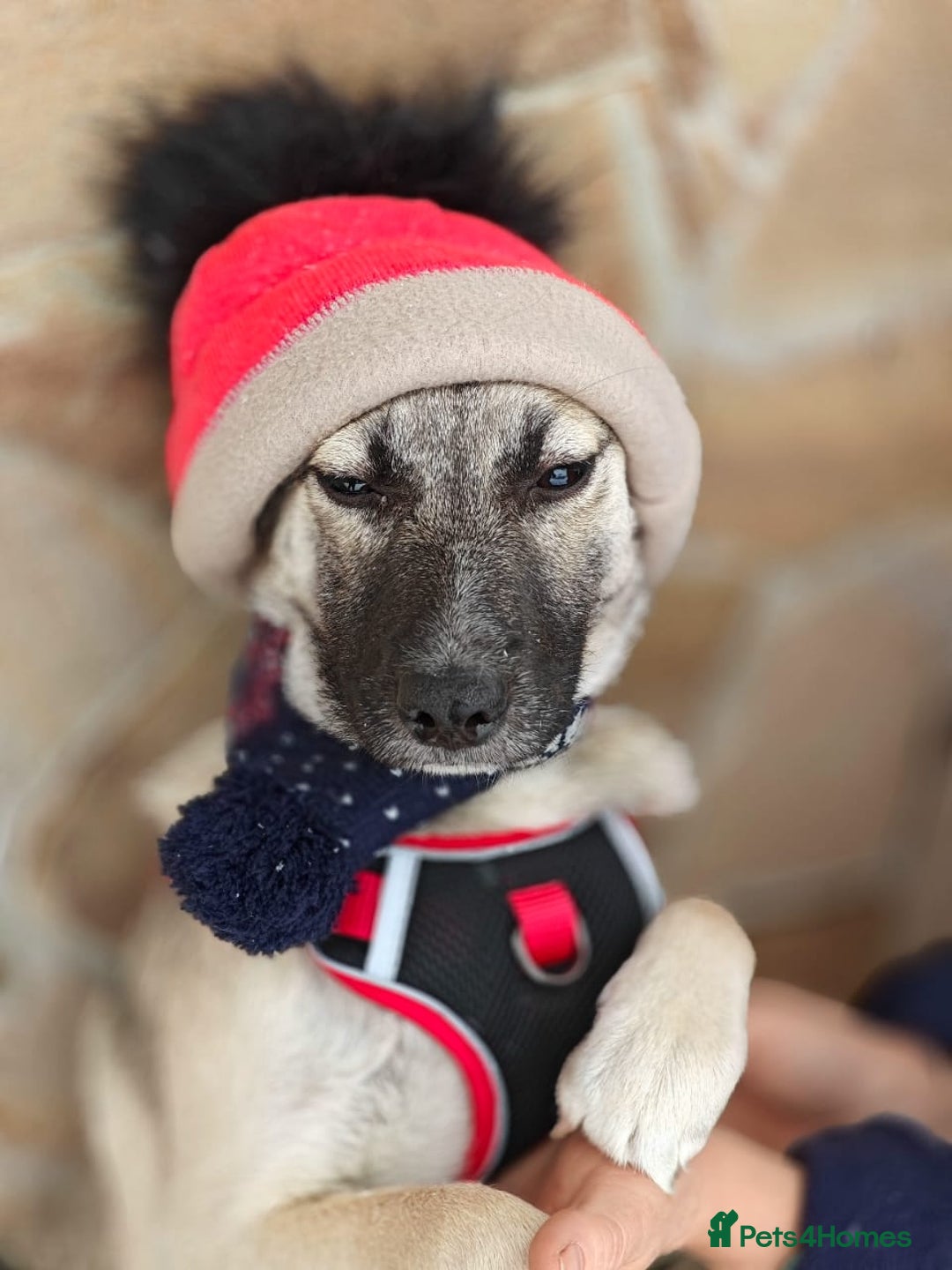 Mixed Breed dogs for adoption: ❤️TILLY -gentle, and affectionate pup❤️ - Advert 8