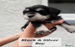 Miniature Schnauzer dogs for sale: Gorgeous sweet Schnauzer Puppies - Image 8