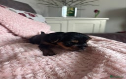 Yorkshire Terrier dogs for sale: Miniature Yorkshire Terrier Puppies  - Image 27