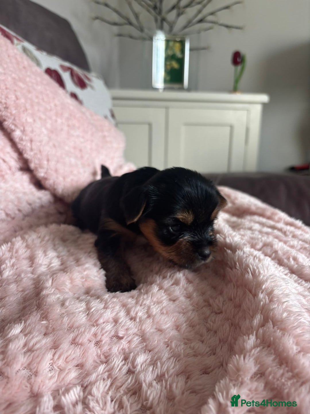 Yorkshire Terrier dogs for sale: Miniature Yorkshire Terrier Puppies  - Image 27